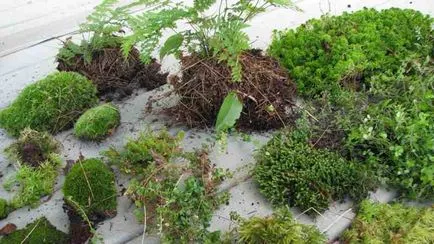 Florarium собствените си ръце майстор класа, снимка, растения