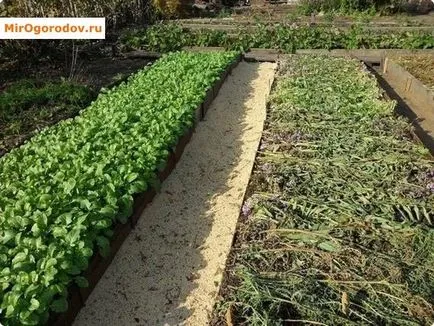 Phacelia като зелен тор за подобряване на почвеното плодородие и изцеление