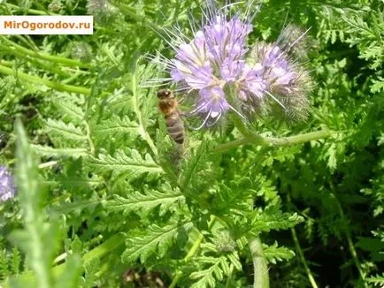Phacelia като зелен тор за подобряване на почвеното плодородие и изцеление