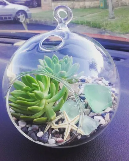 Florarium собствените си ръце, цветя мечтаят