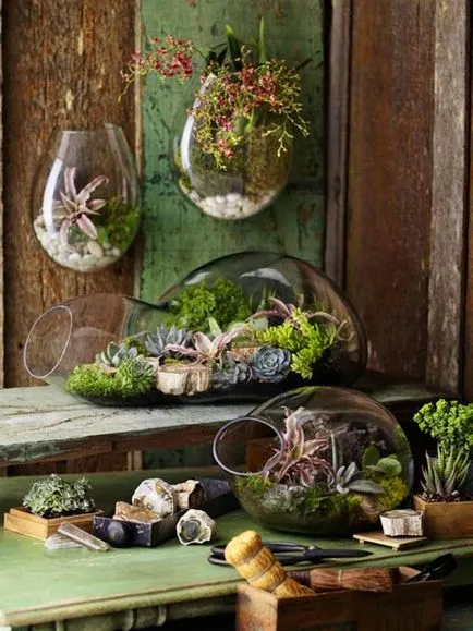 Florarium собствените си ръце, цветя мечтаят
