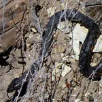 Adder (усойница)