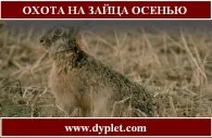 Къде да търся зайци