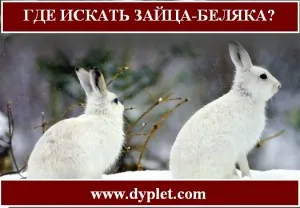 Къде да търся зайци