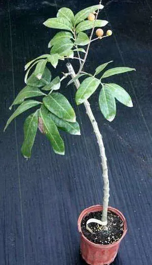 Longan плодове от Тайланд - подробно описание на възможните за отглеждането му в дома