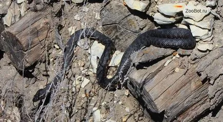 Adder (усойница)