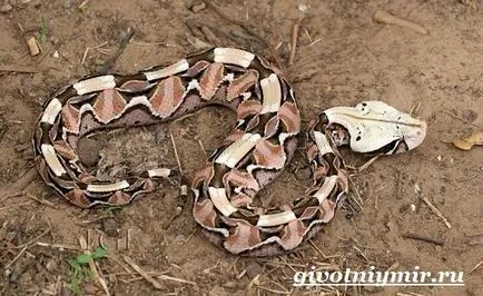 Viper змия
