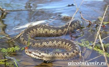 Viper змия