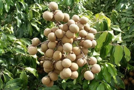 Longan плодове снимка, вкус, полезни свойства, увреждане (вкус) Longan плодове снимка, вкус, полезни свойства, повреда