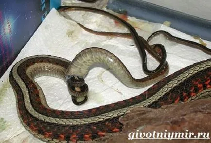 Viper змия