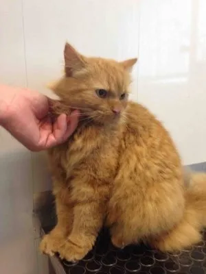 Когато котката холка се снижава, нашите котки и кучета