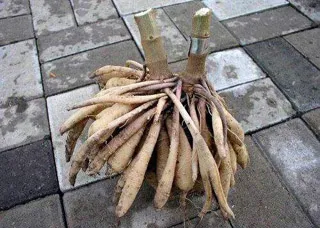 Dahlia грижи, отглеждане, поливане, засаждане у дома