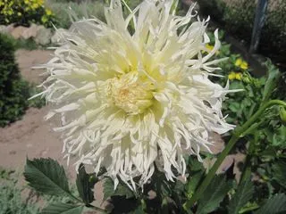 Dahlia грижи, отглеждане, поливане, засаждане у дома