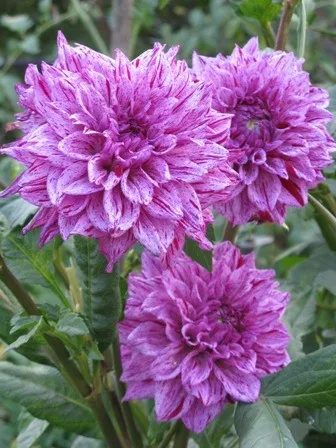 Dahlia грижи, отглеждане, поливане, засаждане у дома