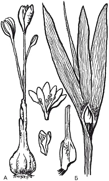 Глава 10 лекува рак отрови Colchicum