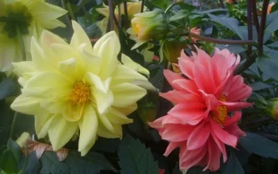 Dahlia грижи, отглеждане, поливане, засаждане у дома