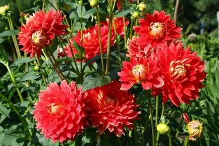 Dahlia грижи, отглеждане, поливане, засаждане у дома