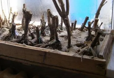 Далии - засаждане и грижи в открито поле, подобно на вашата градина (далия) Далии - засаждане и грижи в открито поле, подобно на вашата градина
