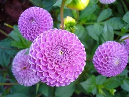 Dahlia грижи, отглеждане, поливане, засаждане у дома
