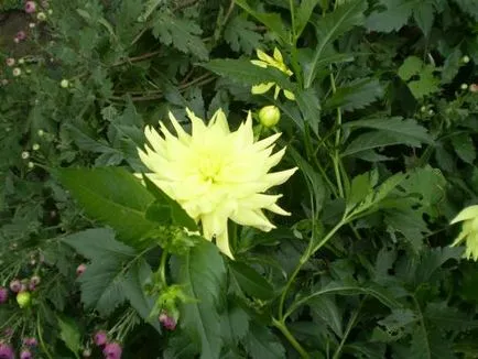 Dahlia грижи, отглеждане, поливане, засаждане у дома