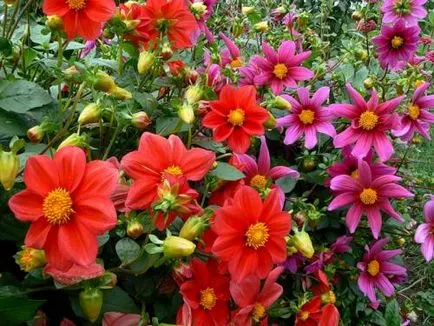 Dahlia грижи, отглеждане, поливане, засаждане у дома