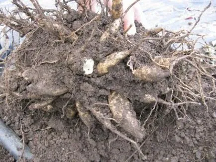 Dahlia грижи, отглеждане, поливане, засаждане у дома
