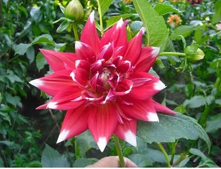Dahlia грижи, отглеждане, поливане, засаждане у дома