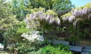 Wisteria засаждане и грижи за декоративни лози