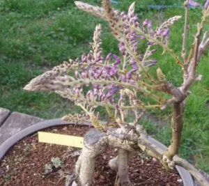 Wisteria засаждане и грижи за декоративни лози