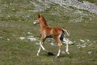 Елбрус