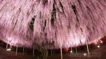 Wisteria - грижи и отглеждане в дома (отглеждане) Wisteria - грижи и отглеждане в дома