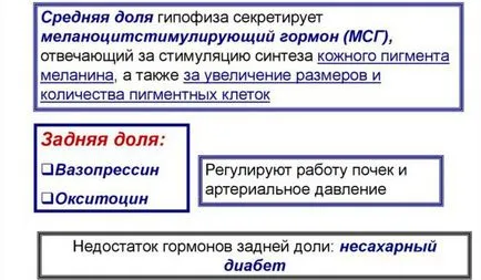 хипофизни хормони и техните функции маса