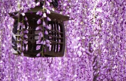 култивиране и поддържане Wisteria, фото състави