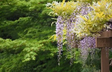 култивиране и поддържане Wisteria, фото състави