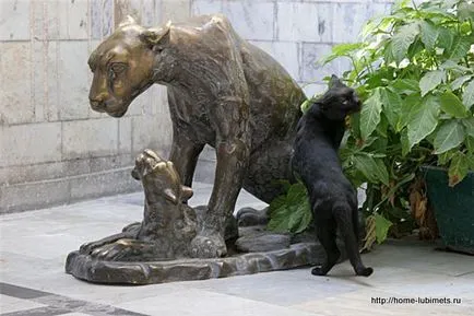 Градски котки - домашни любимци (котки) Градски котки - домашни любимци