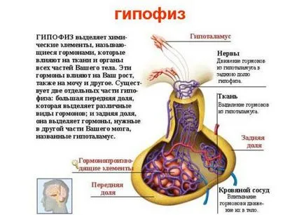 хипофизни хормони и техните функции маса