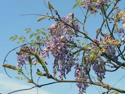 Wisteria - засаждане и грижи, расте от семена
