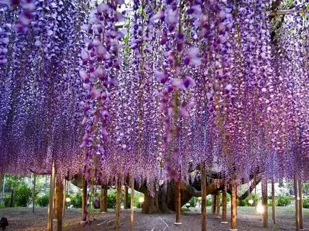 култивиране и поддържане Wisteria, фото състави