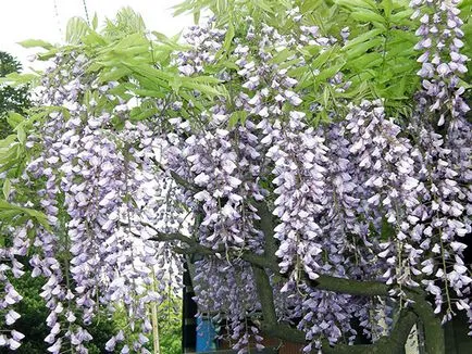 Wisteria - засаждане и грижи, расте от семена
