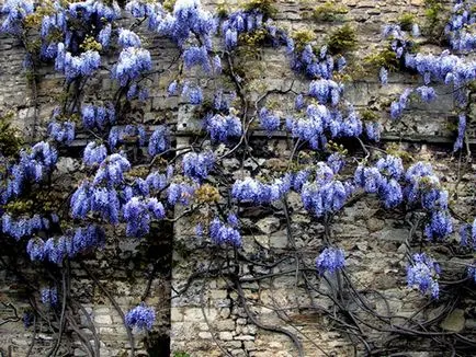 Wisteria - засаждане и грижи, расте от семена