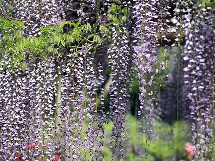 Wisteria - засаждане и грижи, расте от семена