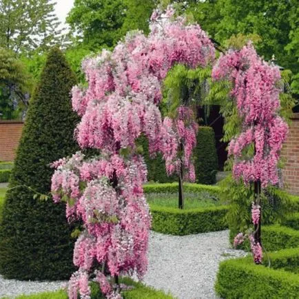 Wisteria засаждане, грижи и отглеждане