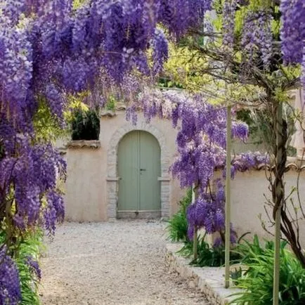 култивиране и поддържане Wisteria, фото състави