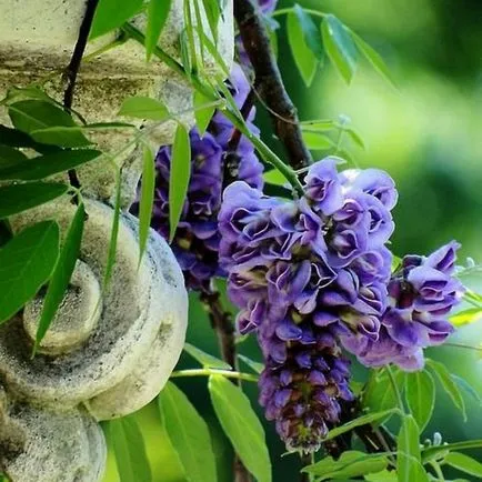 култивиране и поддържане Wisteria, фото състави