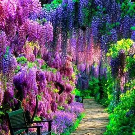 култивиране и поддържане Wisteria, фото състави