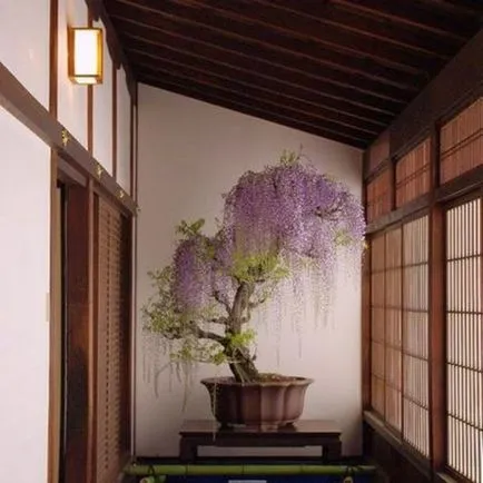 култивиране и поддържане Wisteria, фото състави