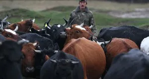 Държавната програма на съвременните реалности на развитие на селското стопанство - celhozportal