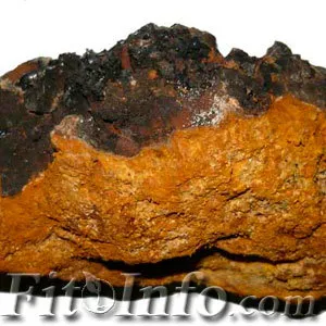 Гъби Chaga свойства, получаване и прилагане