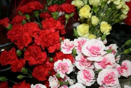 отглеждането на карамфилите от семена у дома