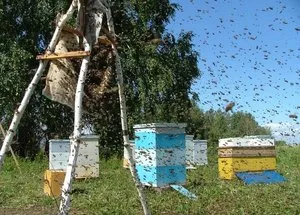 Изкуствени роене пчелите protivoroevye основни техники в пчеларството